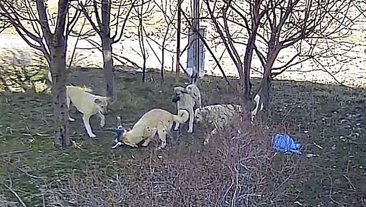 Karaman’da başıboş köpeklerin kediyi öldürdüğü anlar kameraya yansıdı