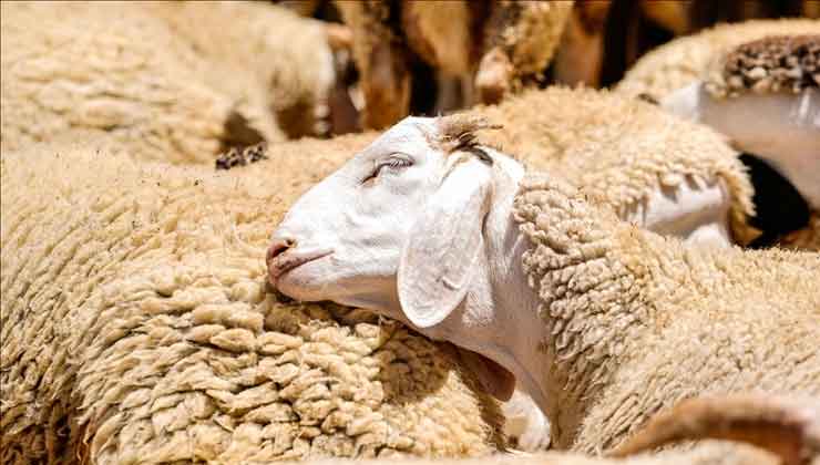 Kırsalda Bereket Küçükbaş Hayvancılığa Destek Projesi’ne başvurular başlıyor