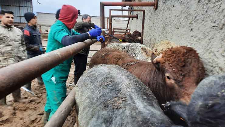 Konya’da ithal hayvanlara sıkı takip