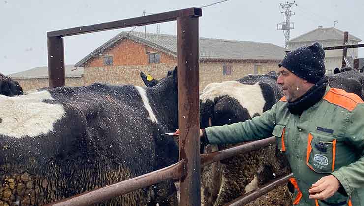 Konya’da şap hastalığı ile mücadele devam ediyor