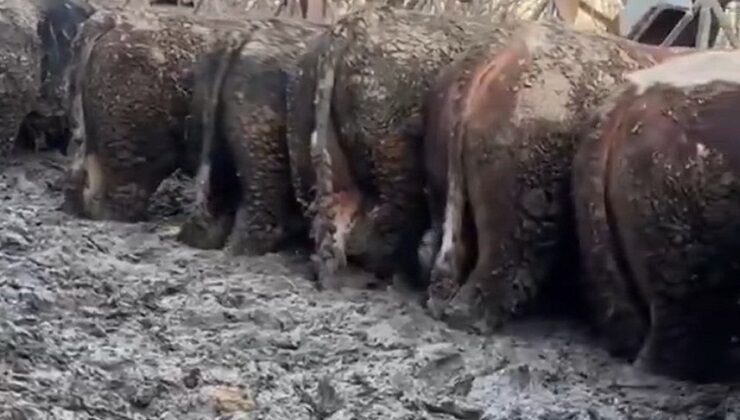 Konya’da sosyal medyaya yansıyan hayvancılık işletmesi görüntülerine inceleme