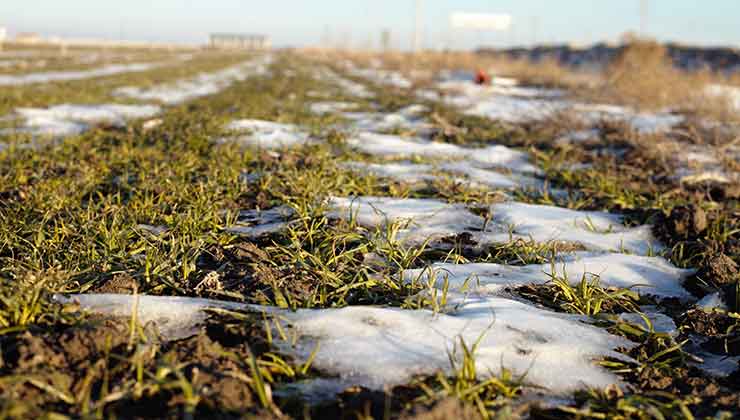 Konya’da yağışlar hububata umut oldu