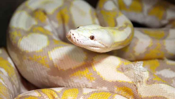 Konya’daki merkezde albino pitonlara özel şartlarda bakılıyor