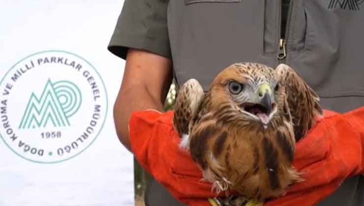 Konya’daki merkezler yaralı yaban hayvanlarına umut oluyor