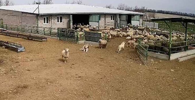 Konya’nın bu ilçesinde ilginç anlar: Koyunlar kaçtı, çoban köpeği izledi