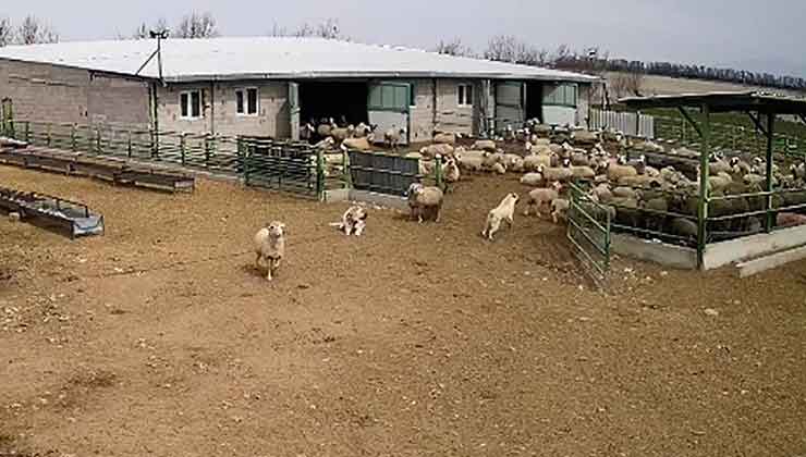 Konya’nın bu ilçesinde ilginç anlar: Koyunlar kaçtı, çoban köpeği izledi