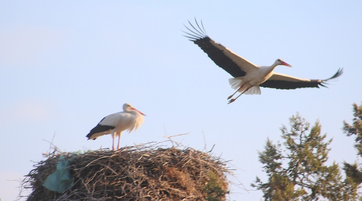 Konya’ya bahar leyleklerle geldi