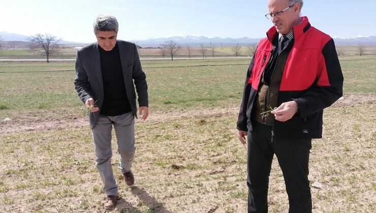 Meram’da hububat ekili araziler denetlendi