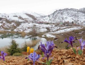 Toroslar’da baharın müjdecisi çiçekler yüzünü gösterdi